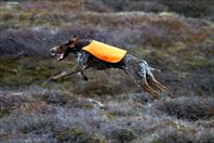 Sýnishorn úr myndasafni númer 65